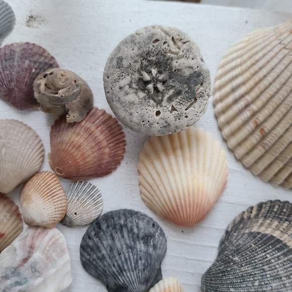 Seashells Carolina beaches Atlantic ocean sea shell includes one sea biscuit - Picture 7 of 9